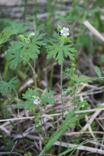 �A�����J�t�E��