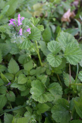 �T���K�C�O�T