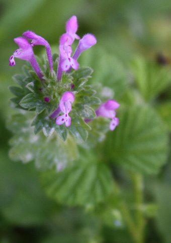 �T���K�C�O�T