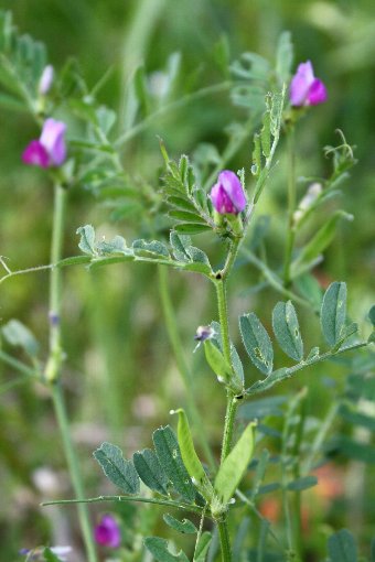 �J���X�m�G���h�E