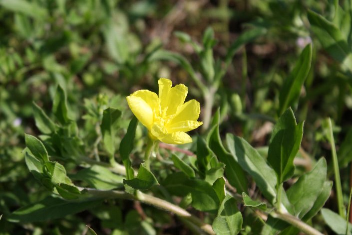 �R�}�c���C�O�T