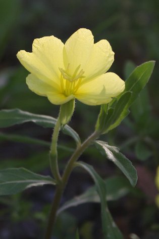 �R�}�c���C�O�T