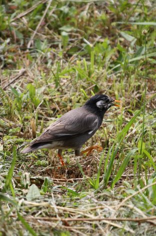 ���N�h��