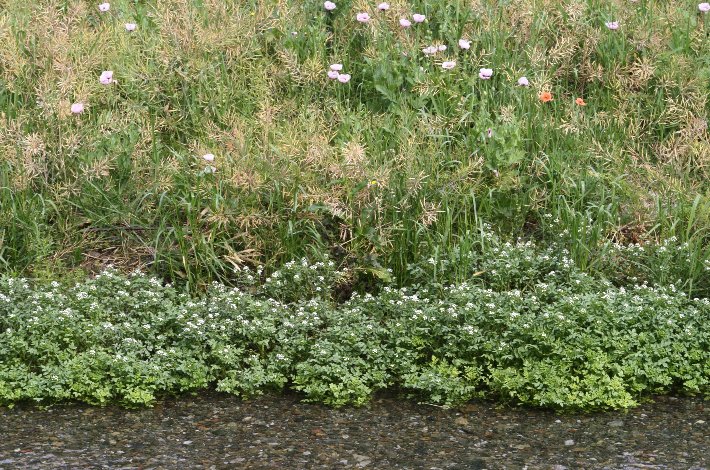 �I�����_�K���V