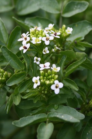 �I�����_�K���V