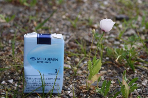 �悿�悿�|�s�[