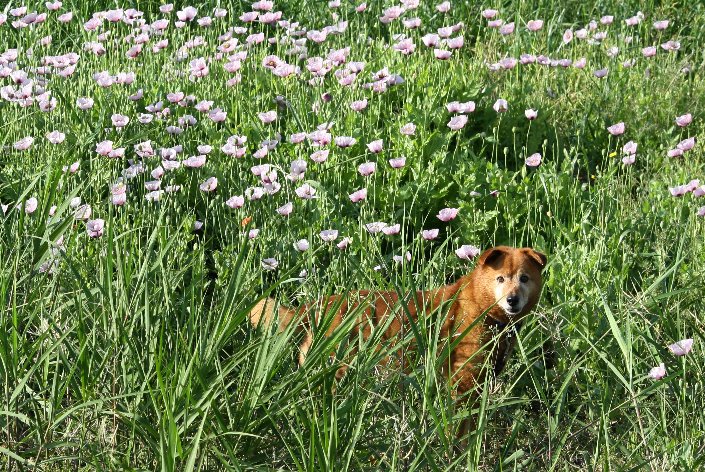 �|�s�[�ƃ��g�\��