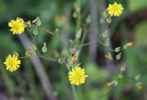 ���ɂ��т炱