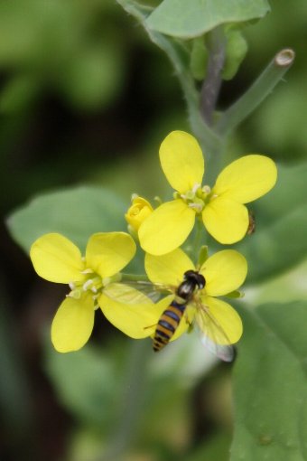 ���m�H�q�؁H