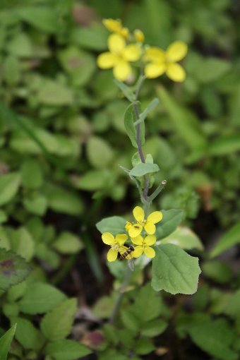 ���m�H�q�؁H