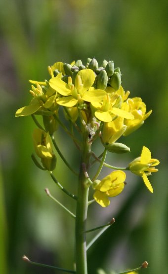 �����˂��炵