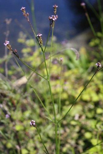 ���ꂿ�͂Ȃ���