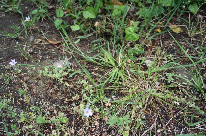 �����ɂ͂������傤