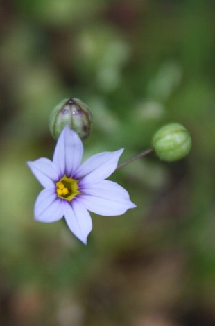 �����ɂ͂������傤