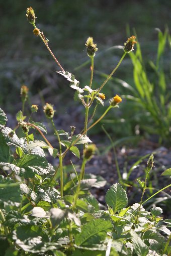 �����񂾂񂮂�