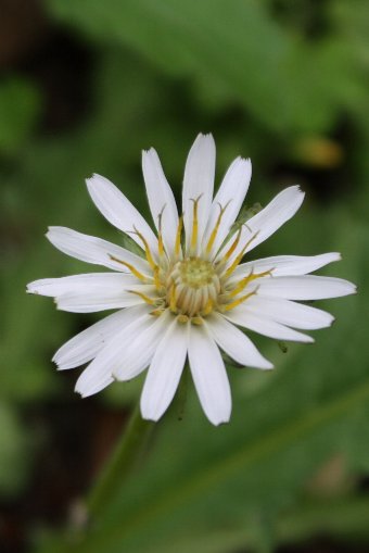 ���Ԃ���ۂ�