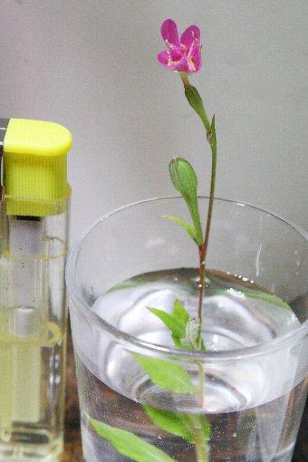 �ԉԗ[���ρH