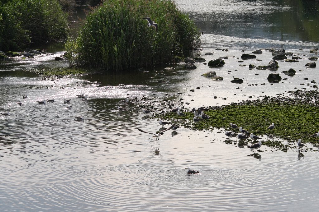 �ǂ�ǂ�쉺��