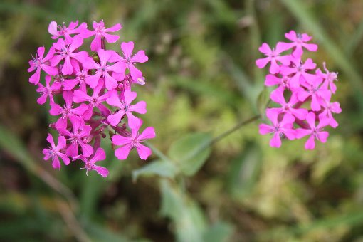 �ނ��Ƃ�Ȃł���