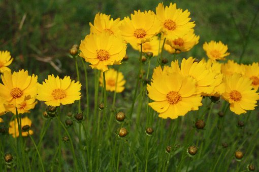 �������񂯂�����