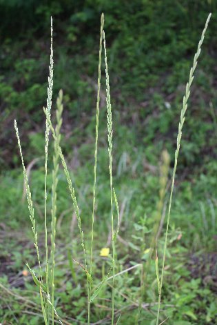 �C�`�S�c�i�M