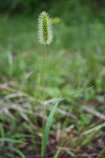 �G�m�R���O�T