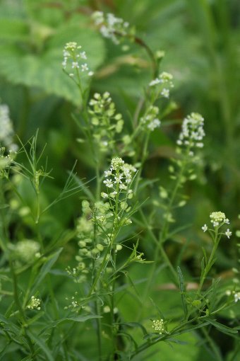 ���R�z����