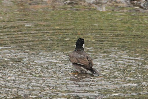 ���N�h��