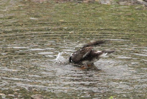 ���N�h��