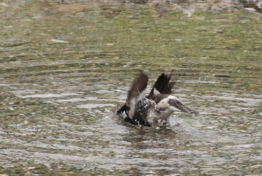 ���N�h��