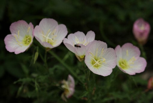 ���猎����