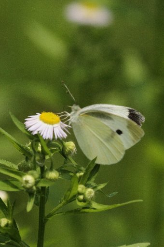 �����V���`���E