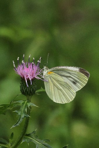 �����V���`���E