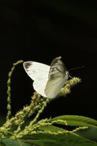 �����V���`���E