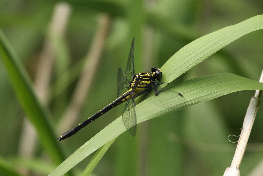 �T�i�G�g���{