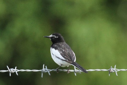 �Z�O���Z�L���C