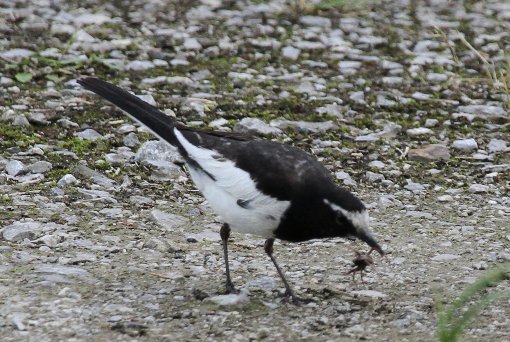 �Z�O���Z�L���C