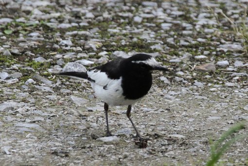 �Z�O���Z�L���C