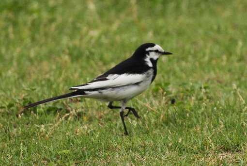 �n�N�Z�L���C