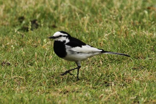 �n�N�Z�L���C