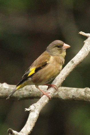 �J�����q��