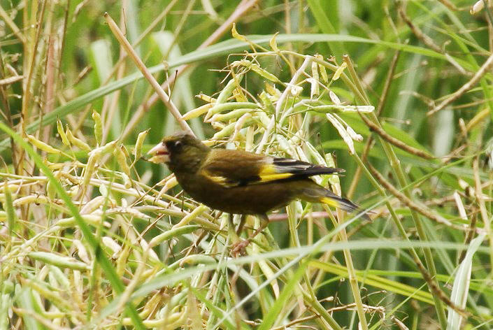 �J�����q��