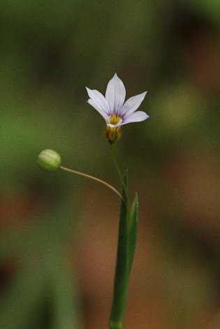 �I�I�j���[�L�V���E