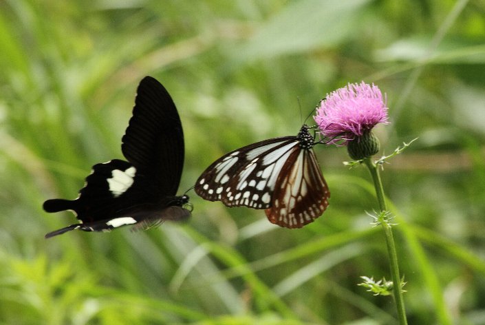 �����L�A�Q�n�ƃA�T�M�}�_��