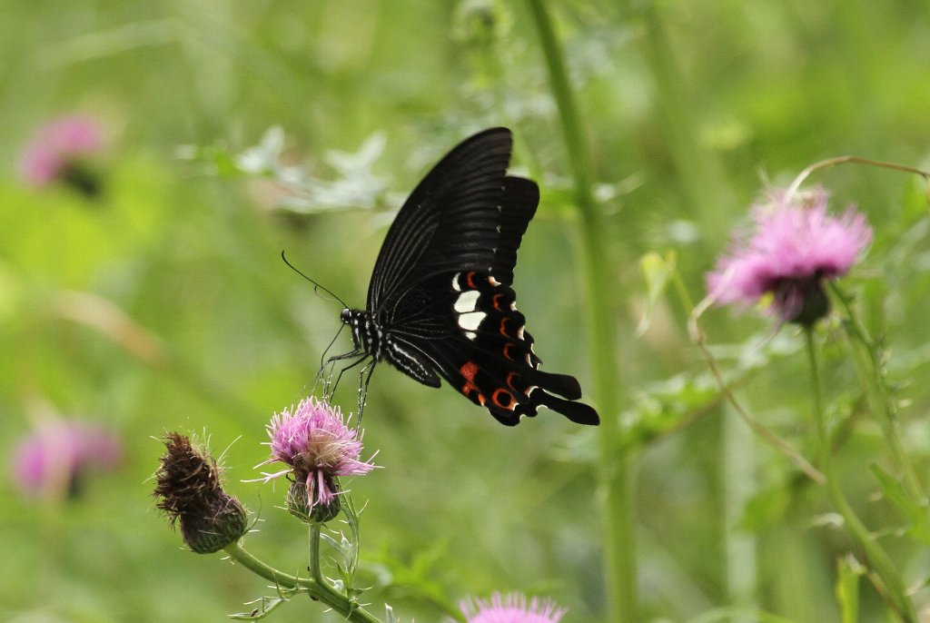 �����L�A�Q�n