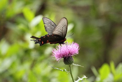 �W���R�E�A�Q�n