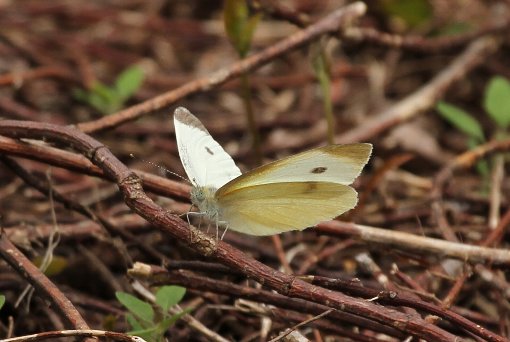 �����V���`���E