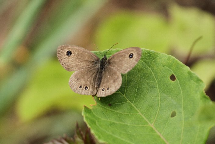 �q���E���i�~�W���m��