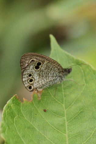 �q���E���i�~�W���m��