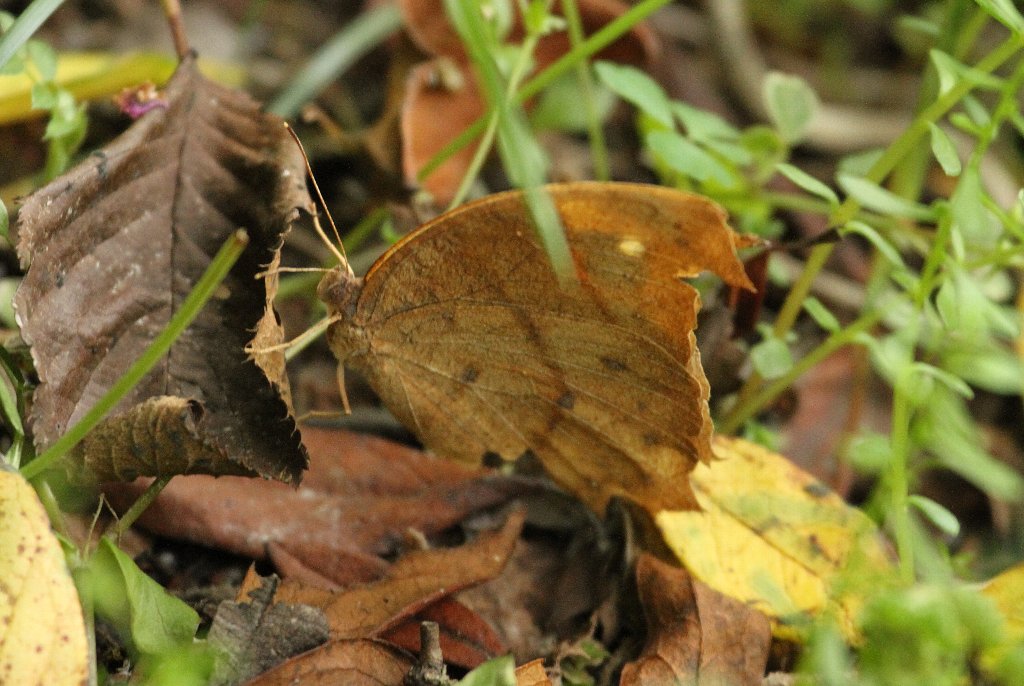 �N���R�m�}�`���E